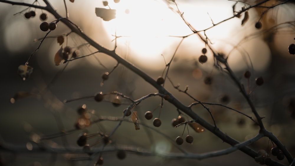 a tree branch with some small berries on it