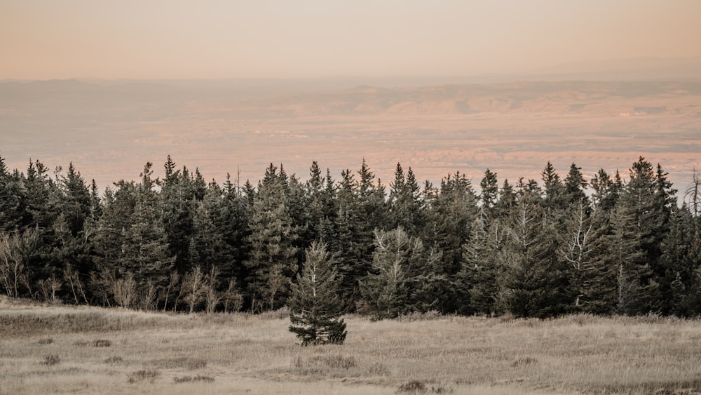 a field with trees and a mountain in the background