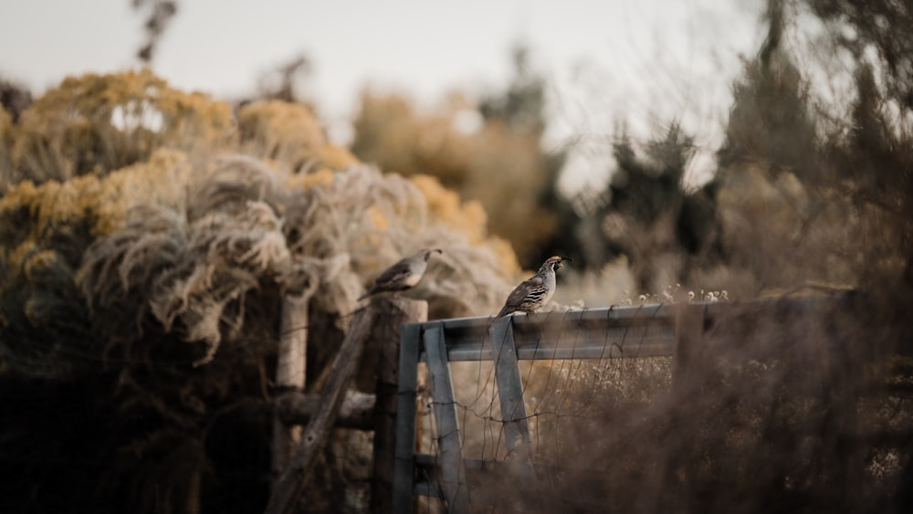 a couple of birds sitting on top of a wooden fence