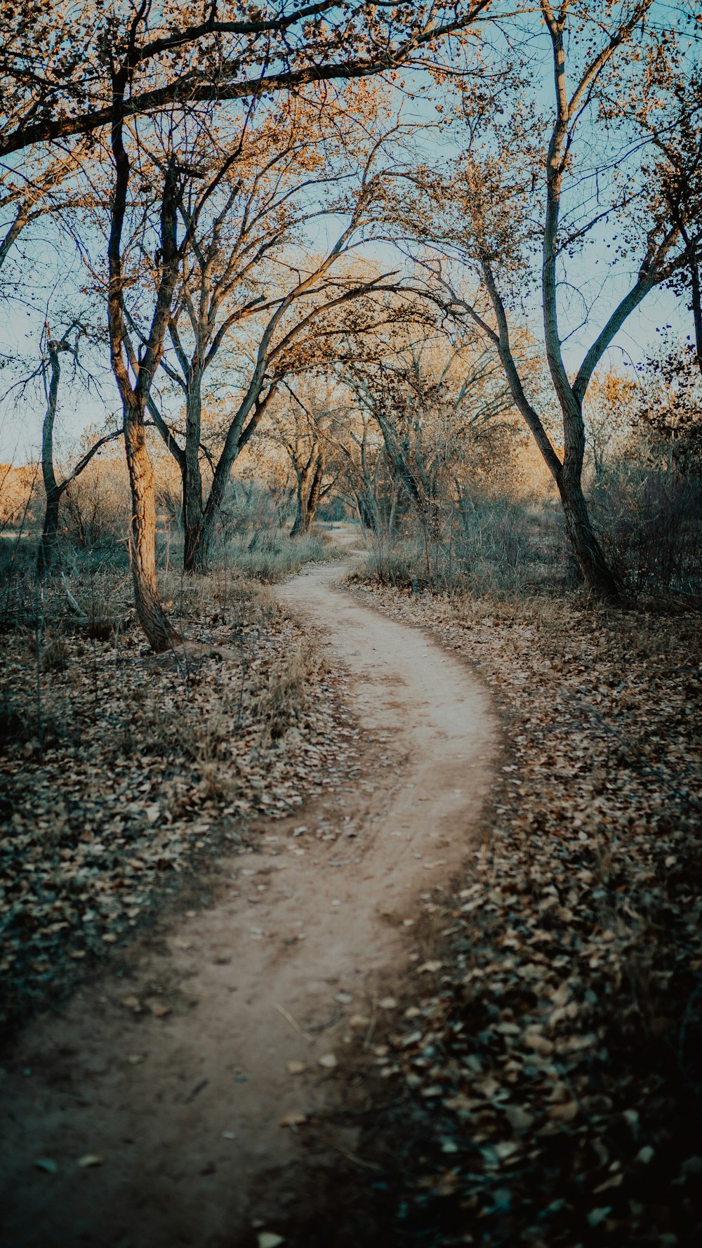 a dirt road surrounded by leaf covered trees