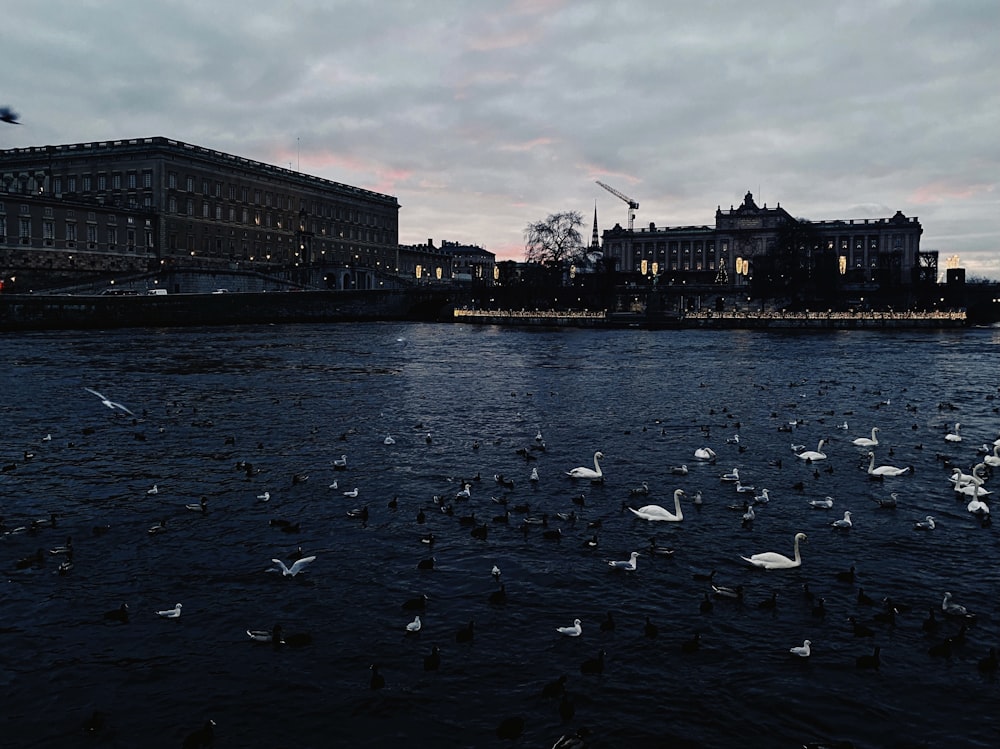 a large body of water filled with lots of birds