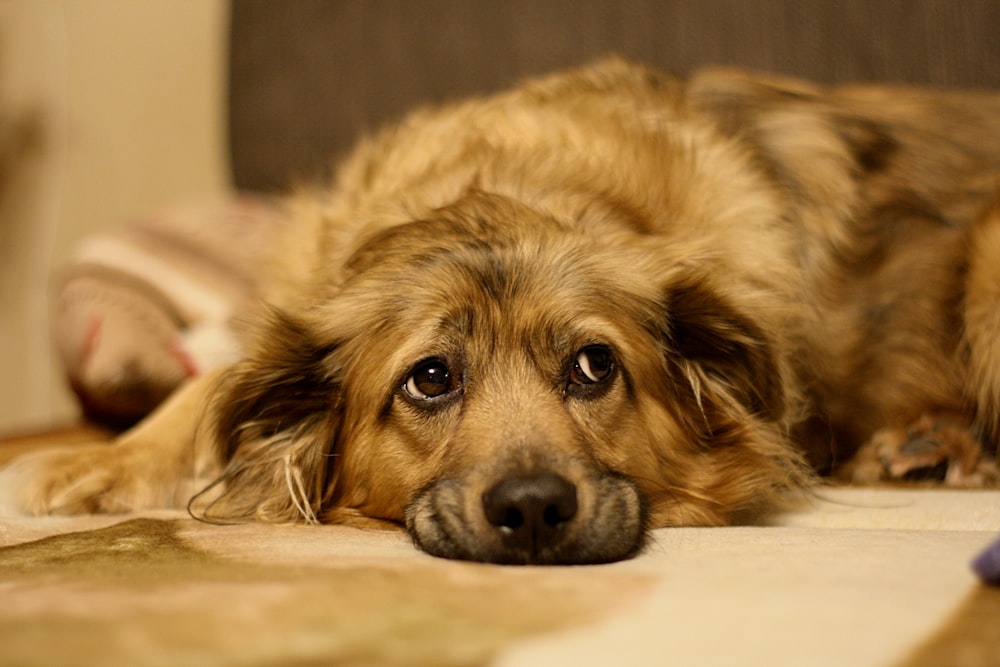 a close up of a dog laying on the floor