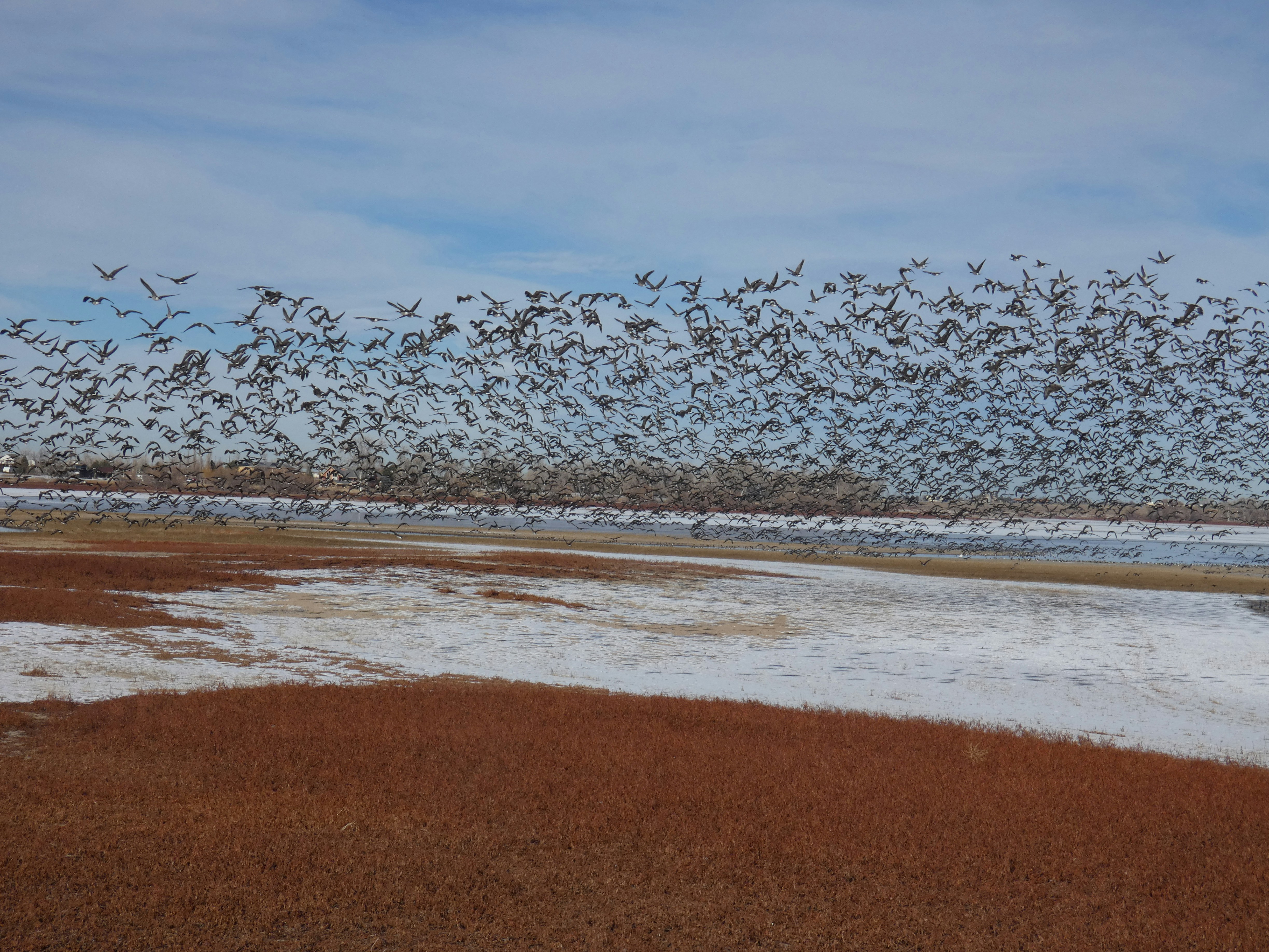 Ptice selice čekaju zatopljenje kako bi doletjele na zacrtano odredište