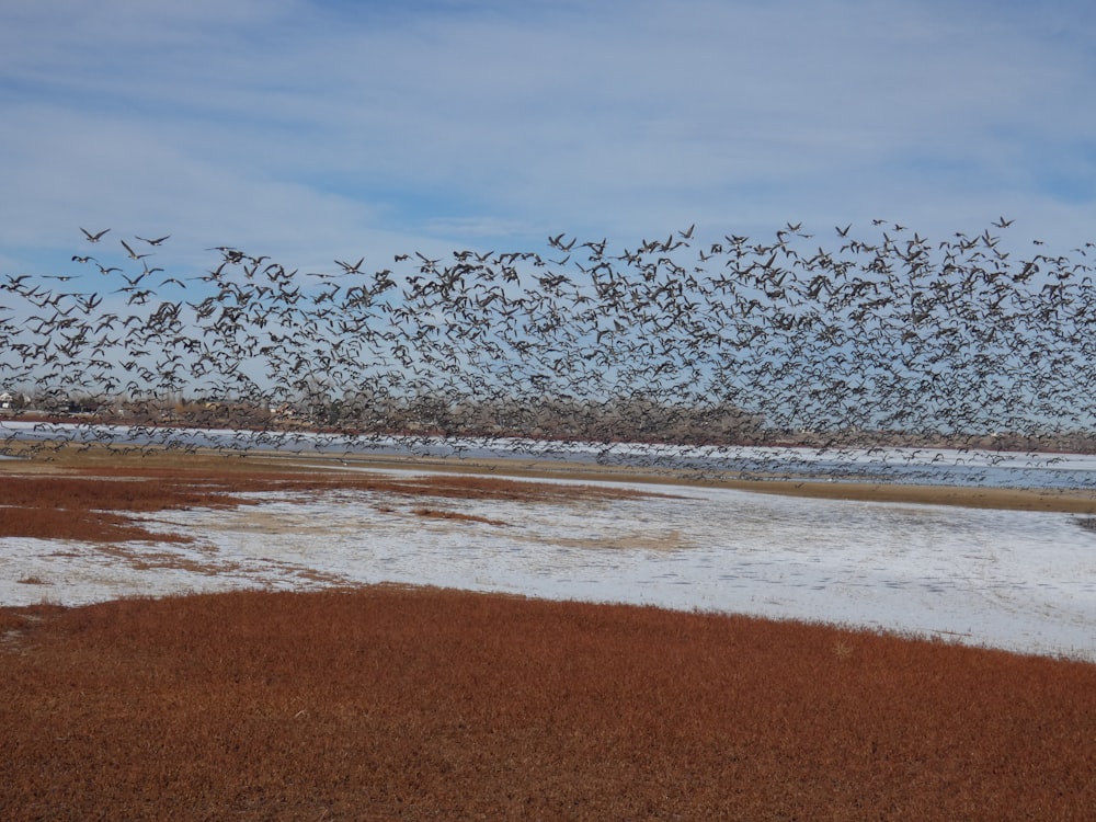 a large flock of birds flying over a body of water