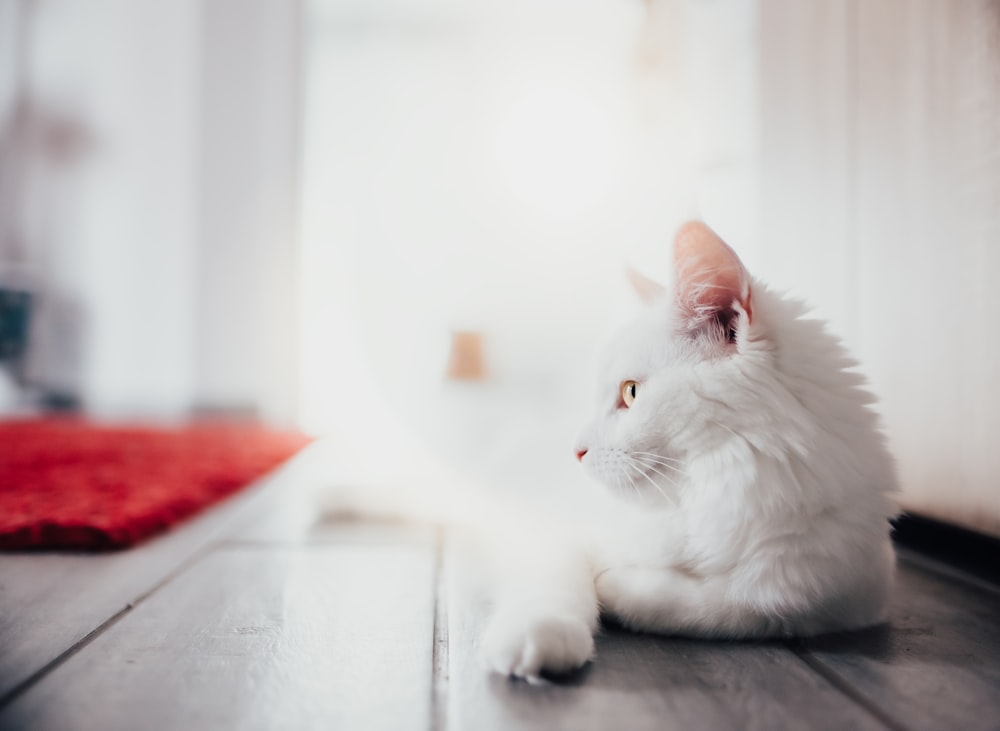 a white cat laying on a wooden floor