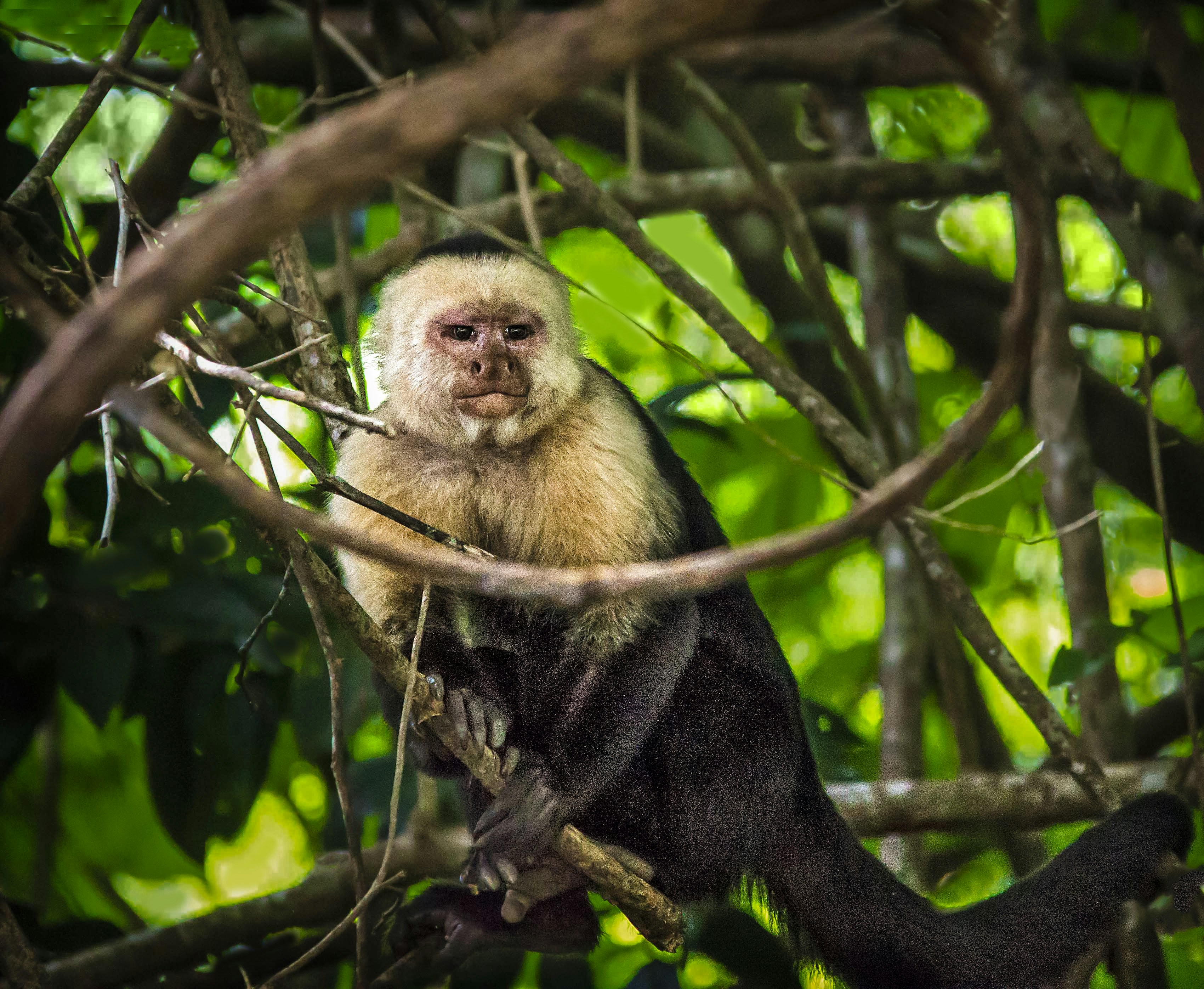 Ethical Considerations and Controversies (image credits: unsplash)