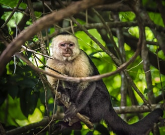 a white faced monkey sitting in a tree