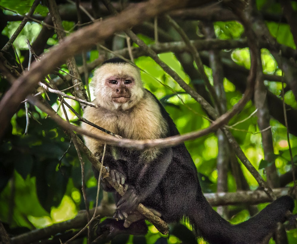 Un singe à face blanche assis dans un arbre