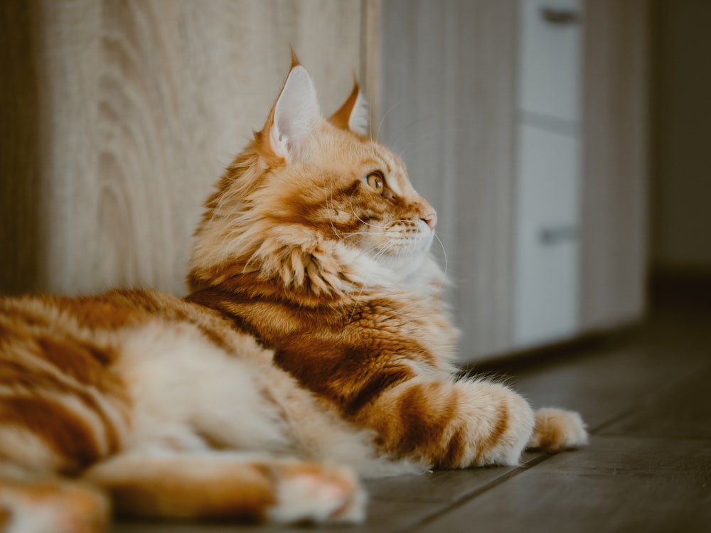 an orange and white cat laying on top of a wooden floor