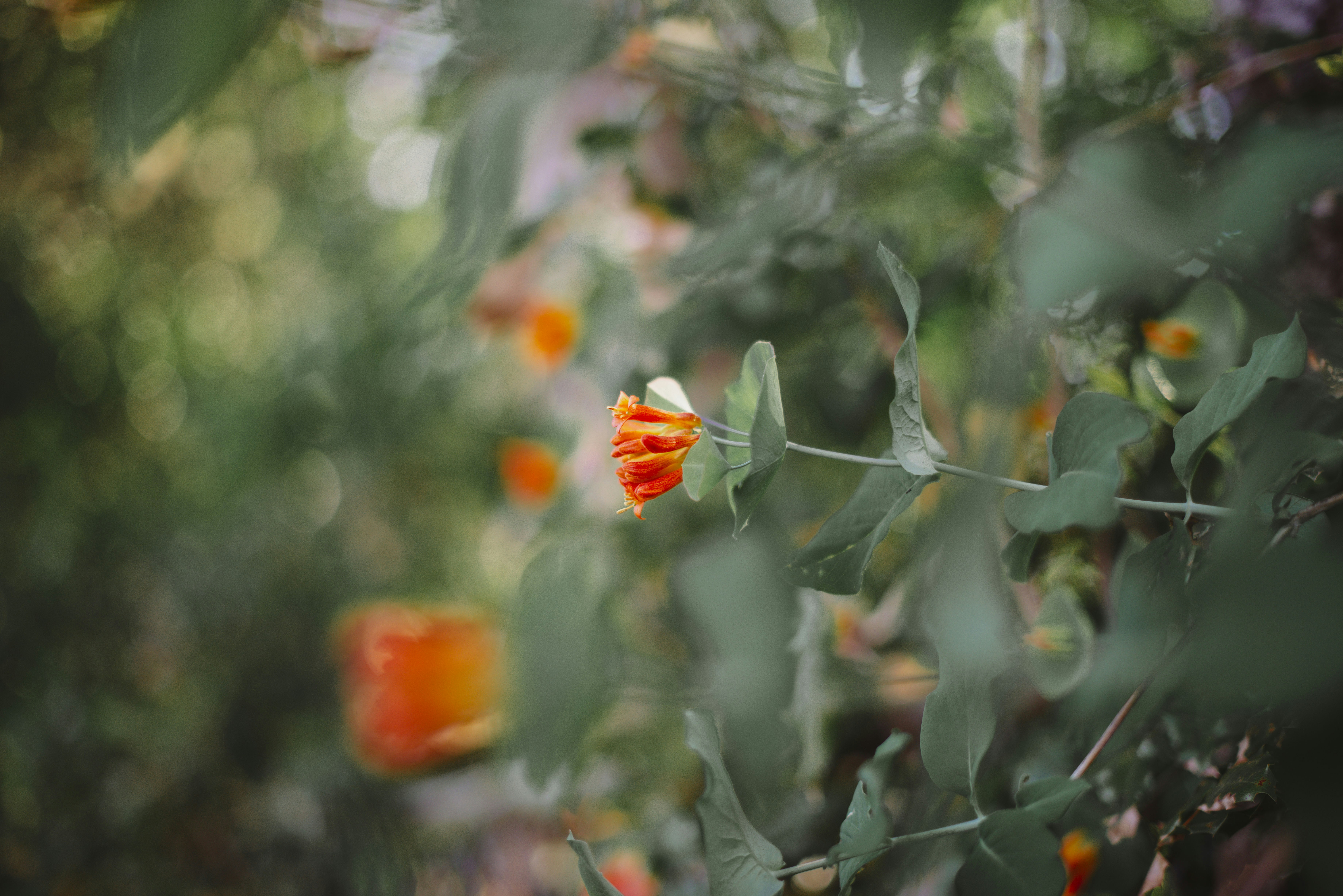an orange flower is growing in a garden