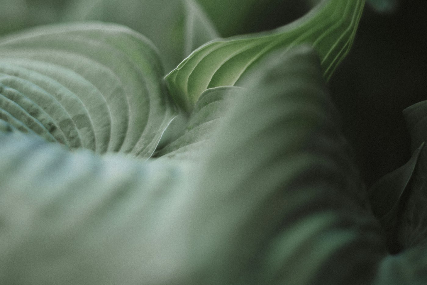 Close-up of healthy green leaves in a shade bed