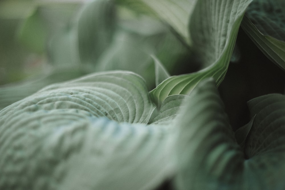 a close up of a green leafy plant