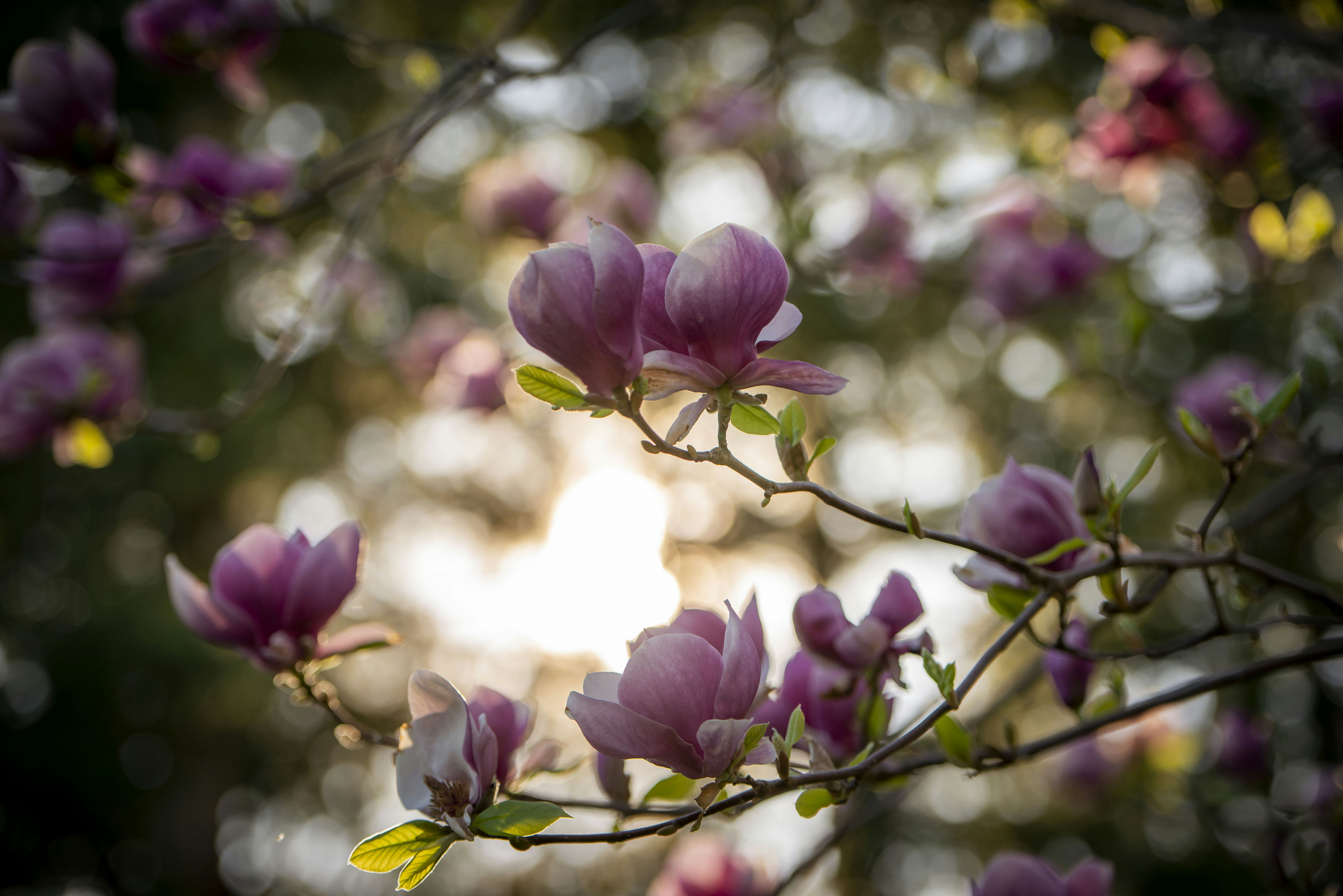 a branch of a tree with purple flowers