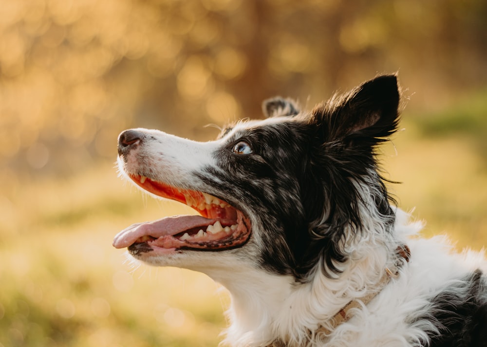 a close up of a dog with its mouth open