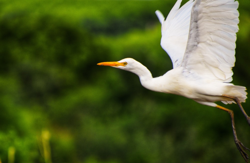 a white bird flying over a lush green forest