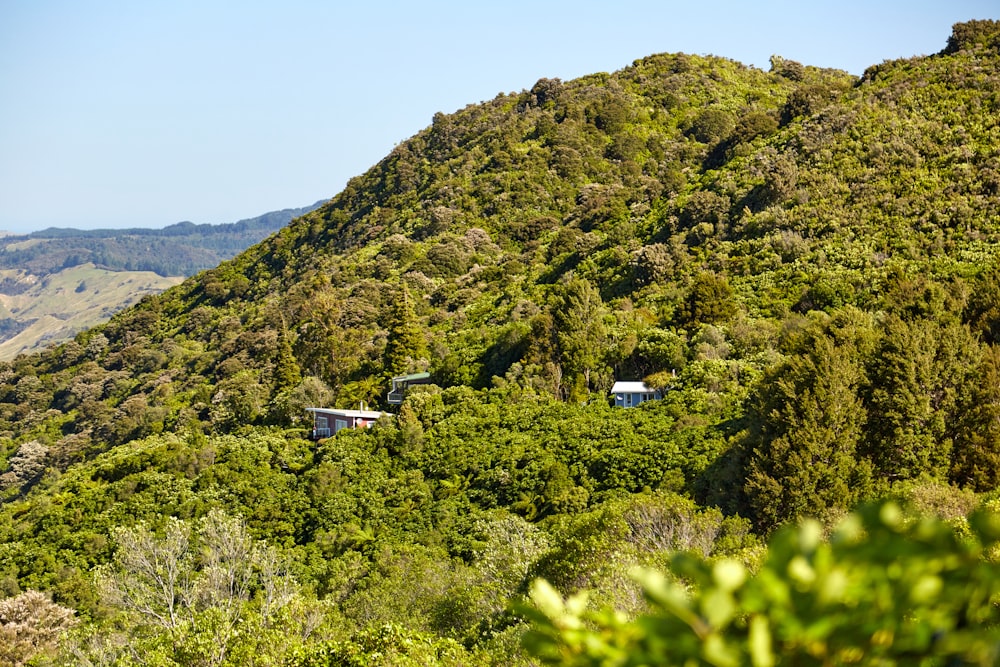 木々のある緑豊かな丘の中腹の景色