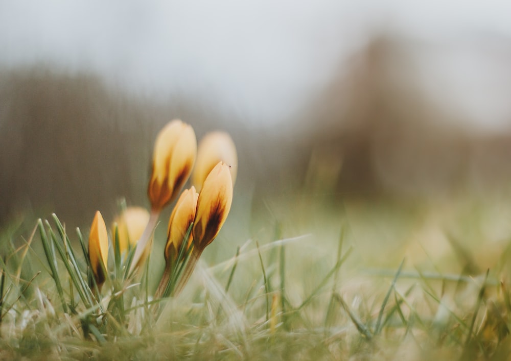 a group of yellow flowers sitting on top of a lush green field