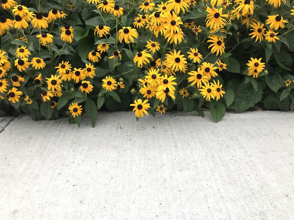 a bunch of yellow flowers that are next to each other