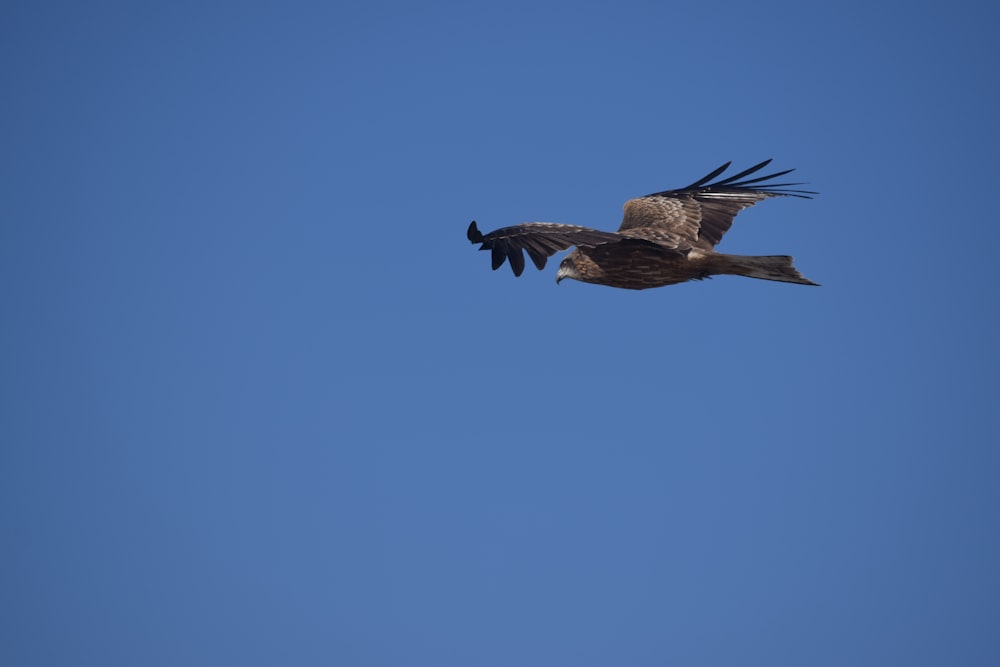 Un grande uccello che vola attraverso un cielo blu