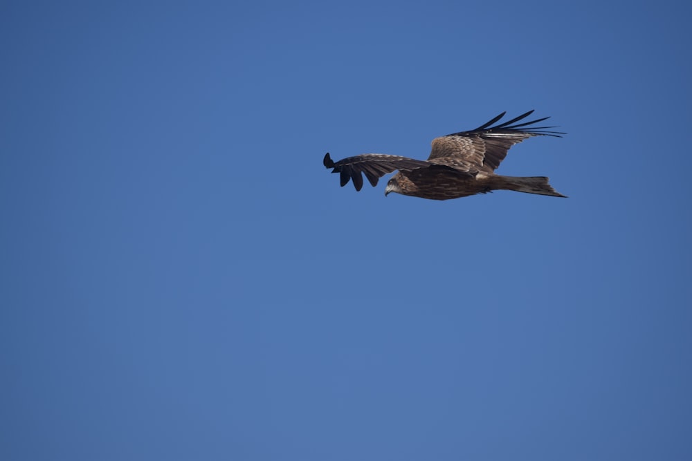 Ein großer Vogel fliegt durch einen blauen Himmel