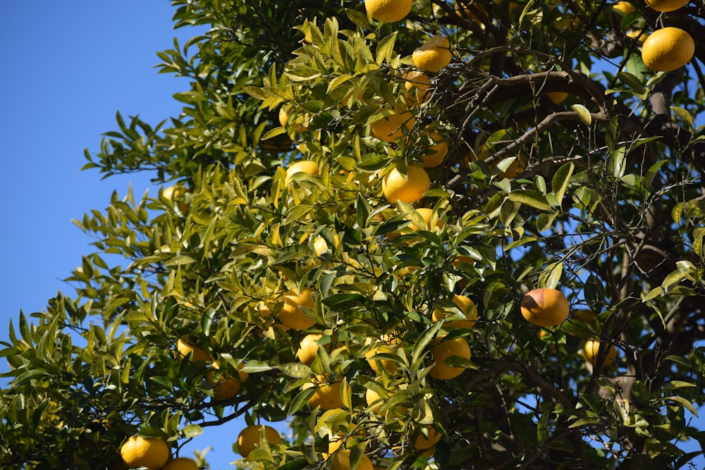 Ein Baum gefüllt mit vielen Orangen unter blauem Himmel