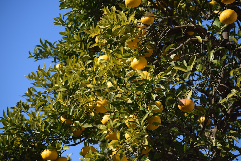 a tree filled with lots of oranges under a blue sky