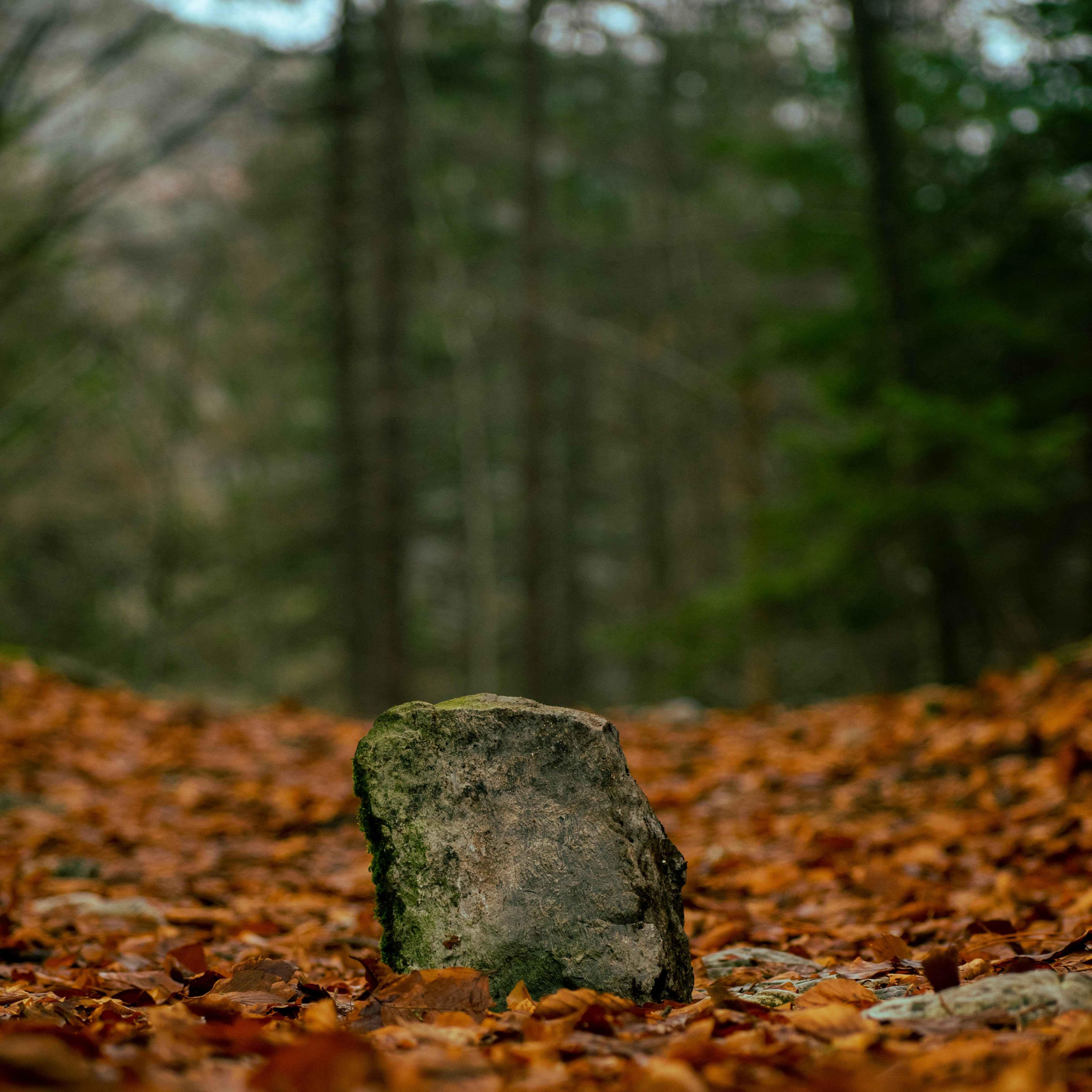 Photo by sterplia