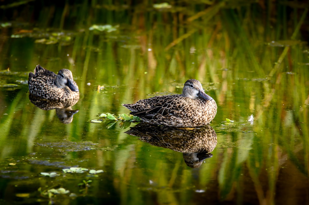 two ducks are sitting in a pond of water