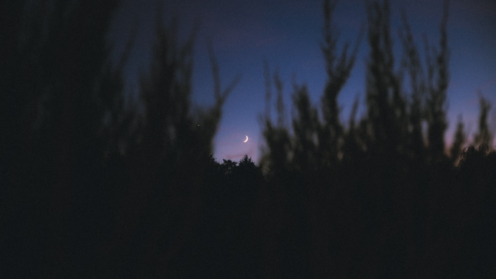 the moon is seen through the trees at night