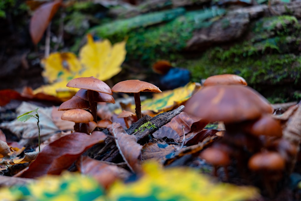 a group of mushrooms that are on the ground