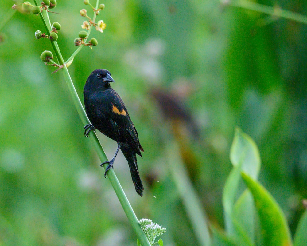 a small black bird sitting on top of a green plant