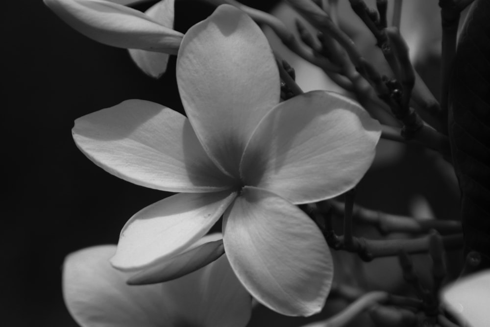 a black and white photo of a flower