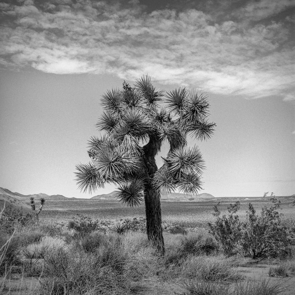 a black and white photo of a joshua tree
