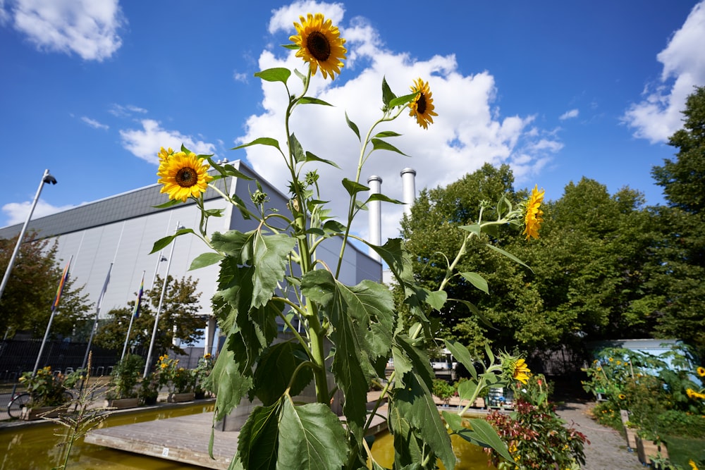 Gros plan d’un jardin de fleurs