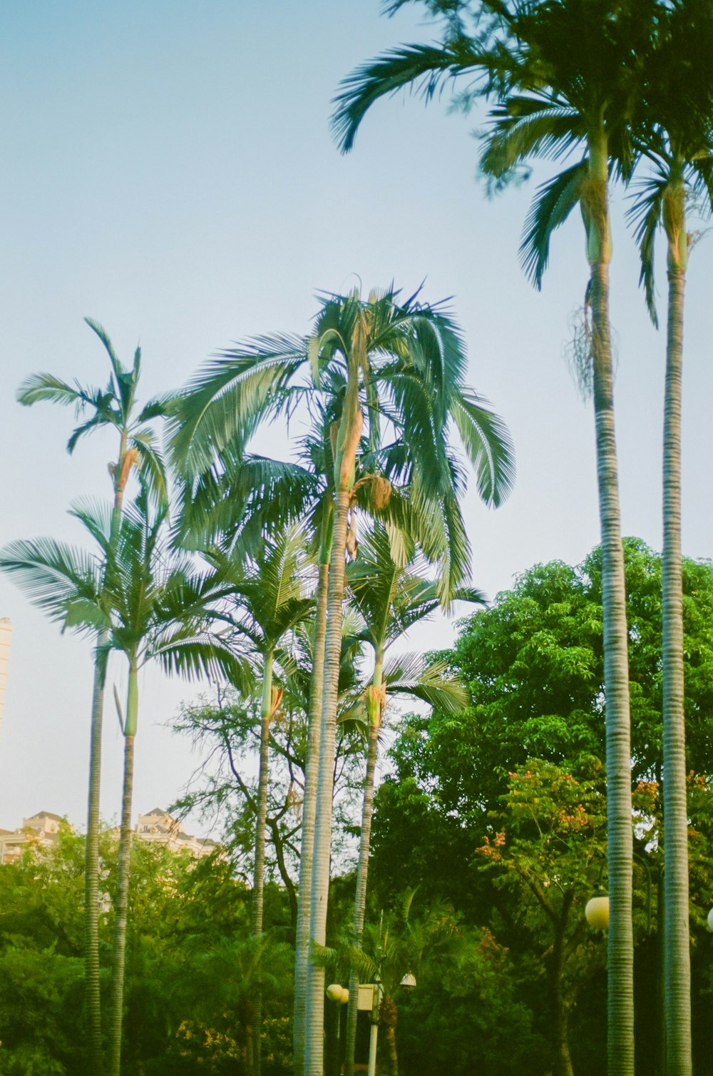 a group of palm trees in a park