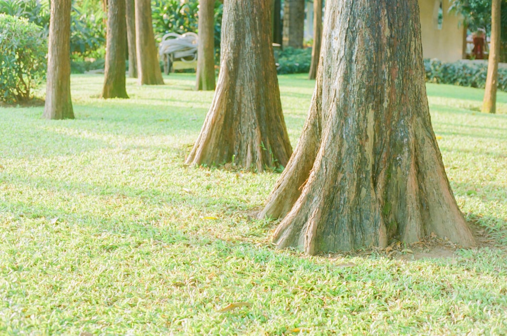 a couple of trees that are in the grass