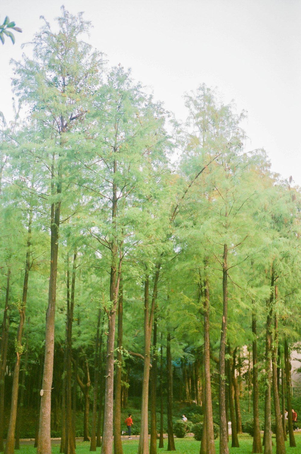 a group of trees that are in the grass