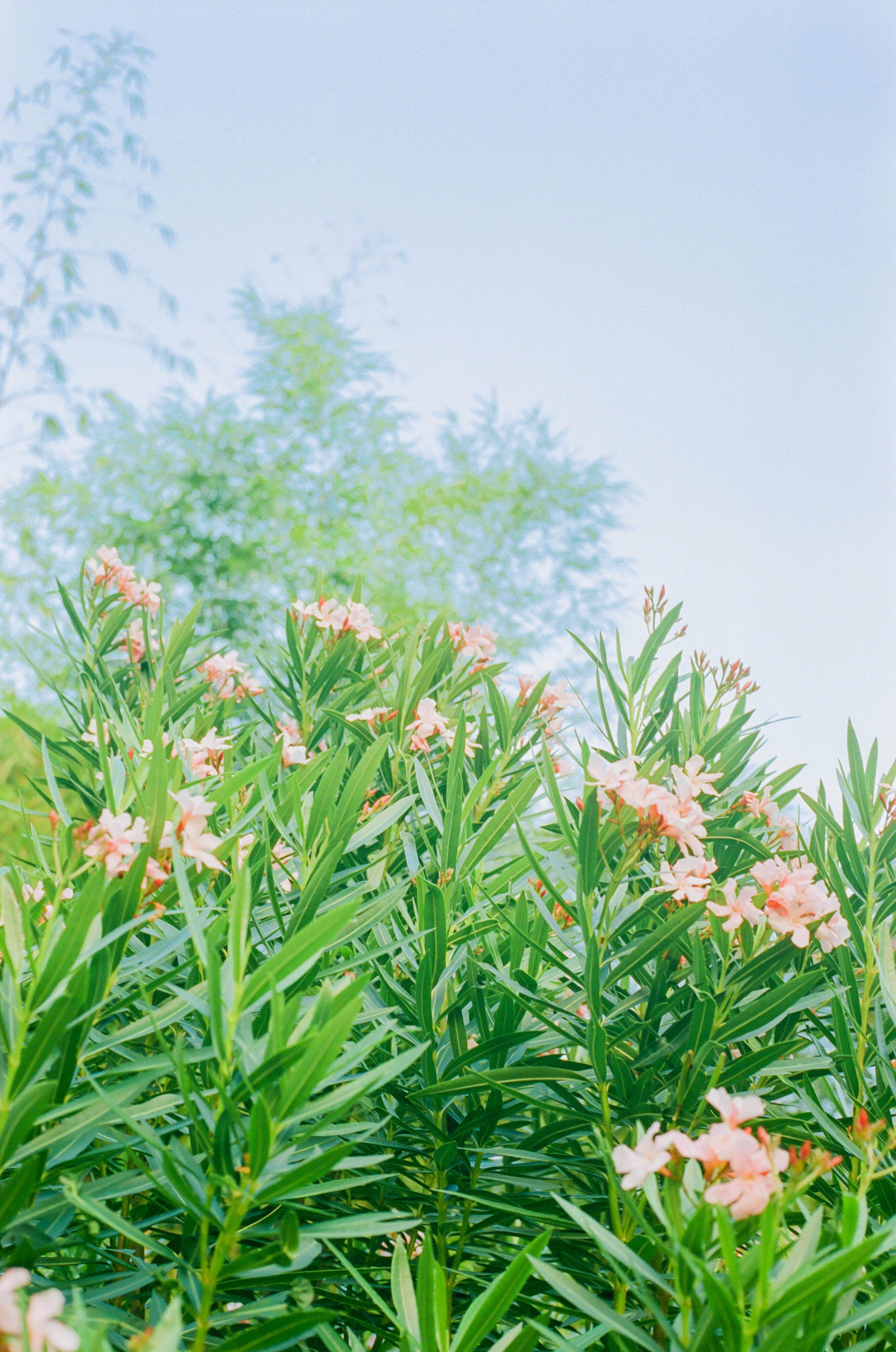 a bunch of flowers that are in the grass