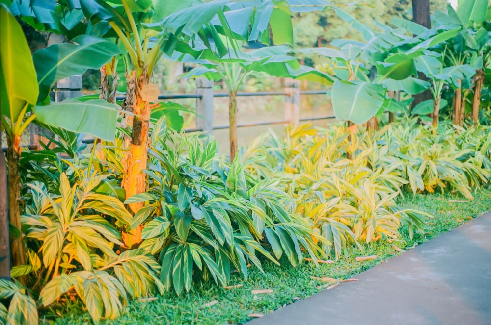 a garden filled with lots of green and yellow plants