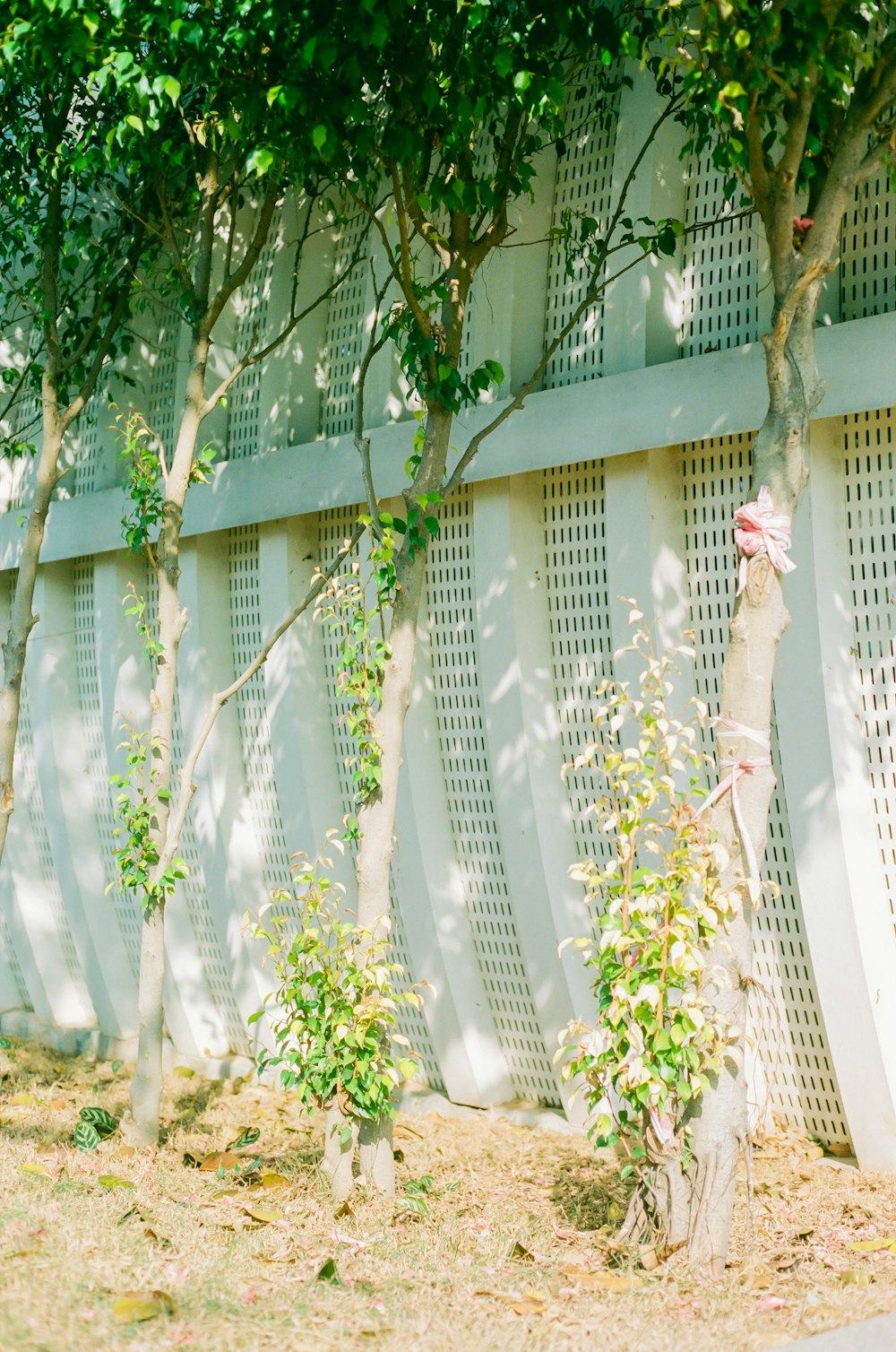 a row of trees next to a white fence