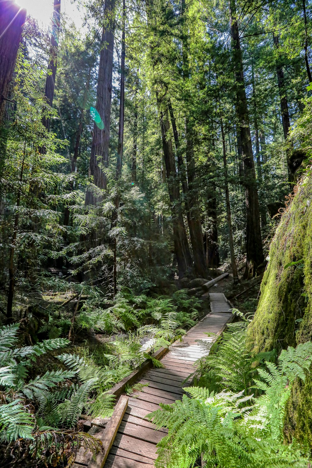 a wooden path through a lush green forest