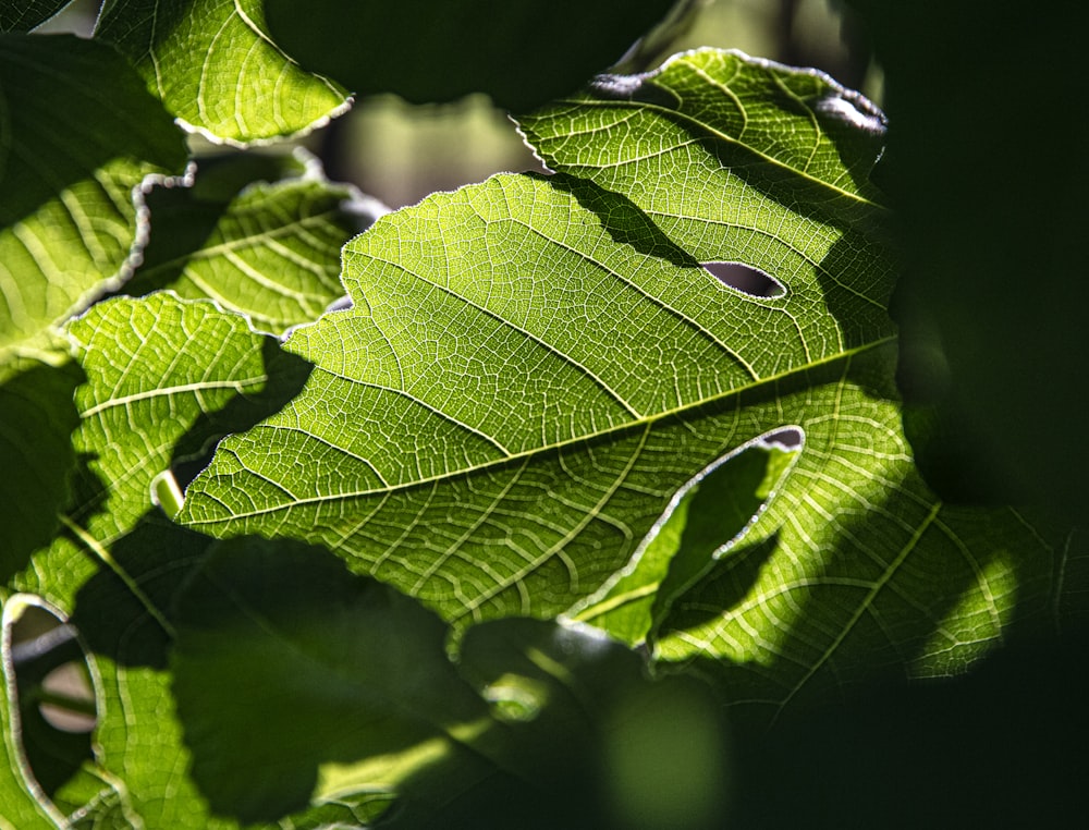 a close up of a green leaf on a tree