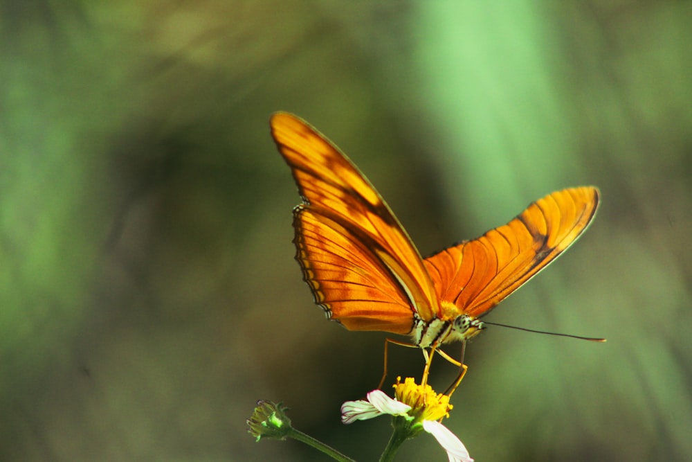 a large orange butterfly sitting on top of a flower