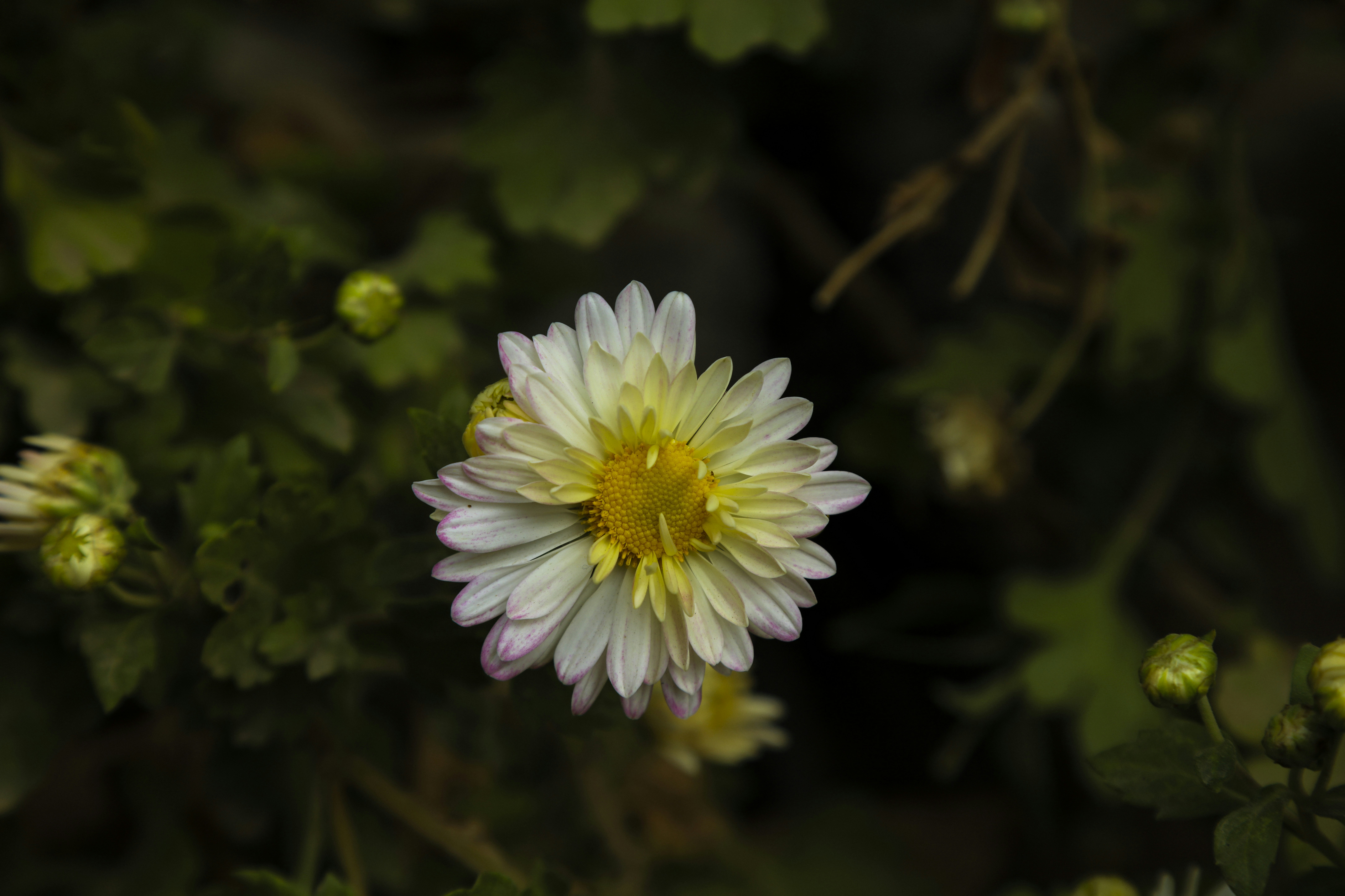 Photo by urjabhatt