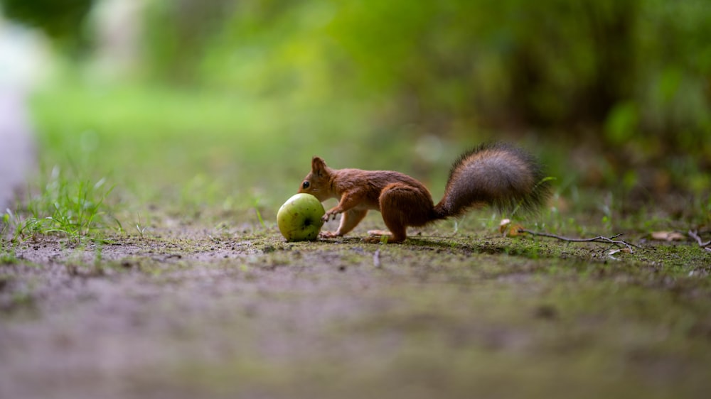 a squirrel eating an apple on the side of a road