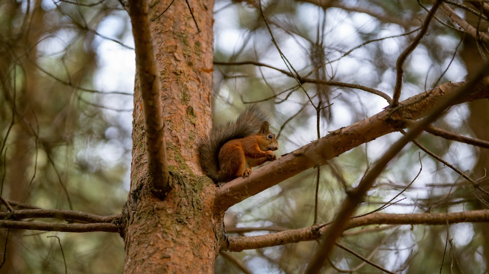 Uno scoiattolo è seduto su un ramo di un albero