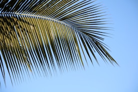 A palm leaf with long, slender fronds is set against a clear blue sky.
