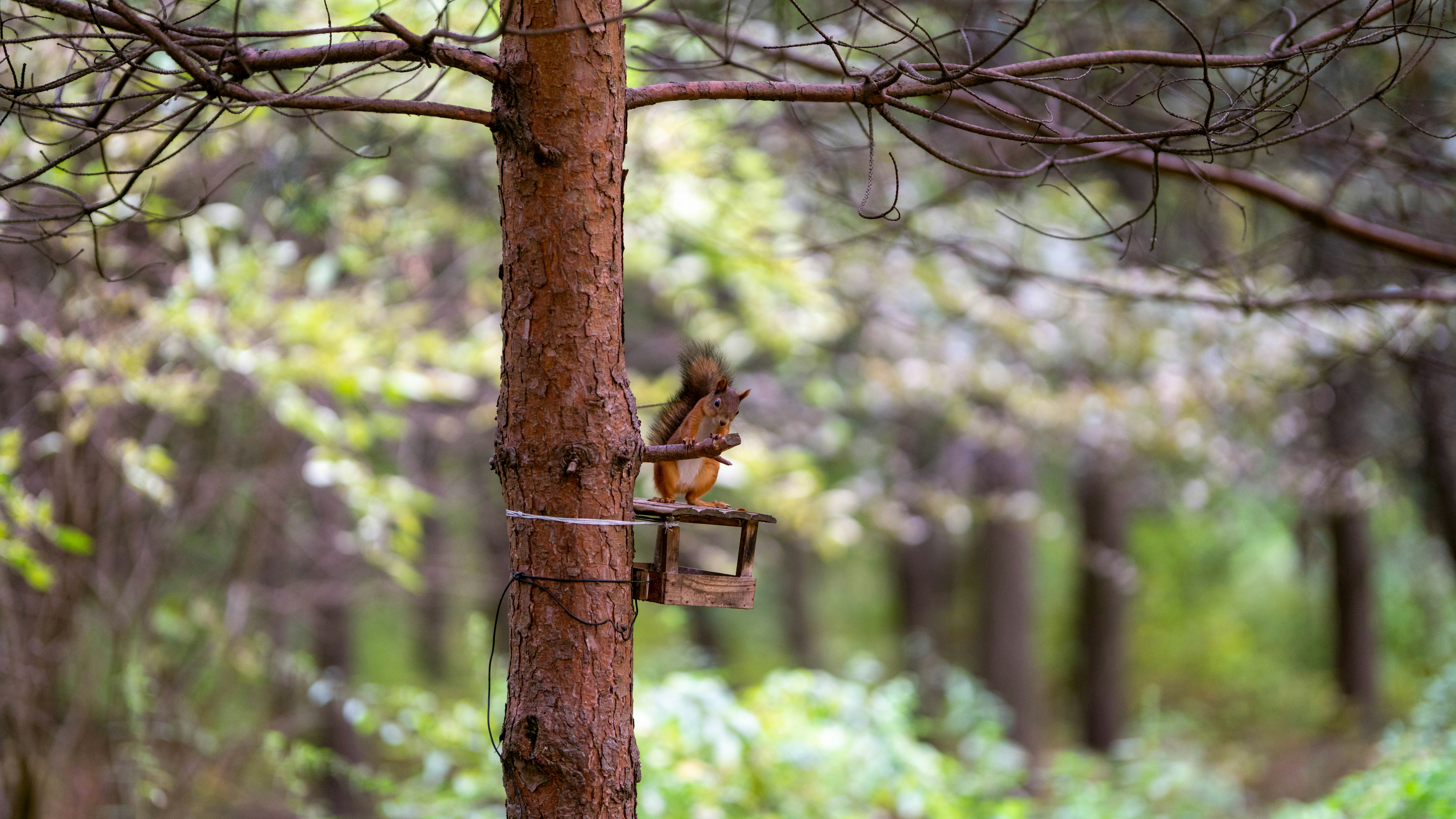A bird feeder attached to a tree in a forest photo Free Squirrel