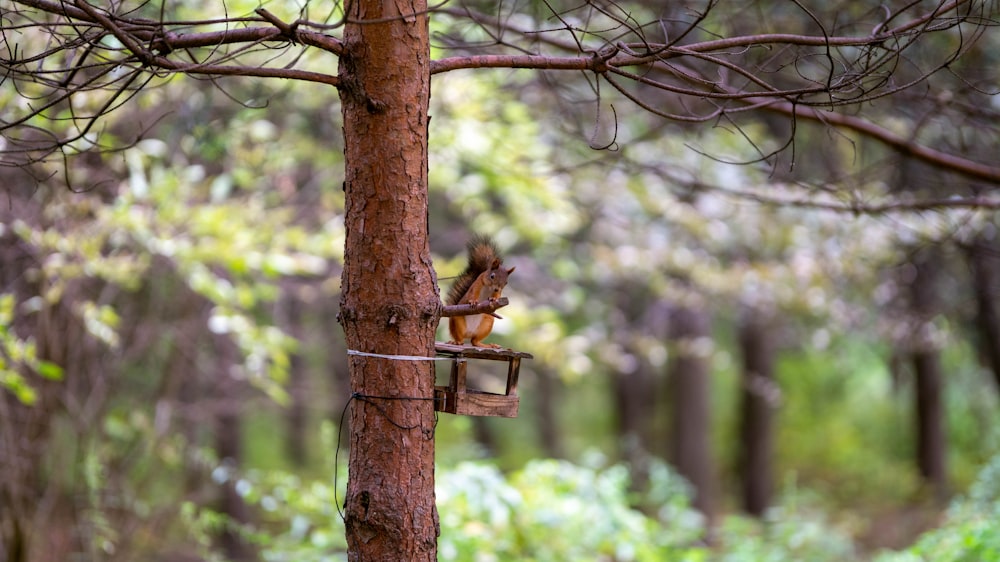 Una mangiatoia per uccelli attaccata a un albero in una foresta