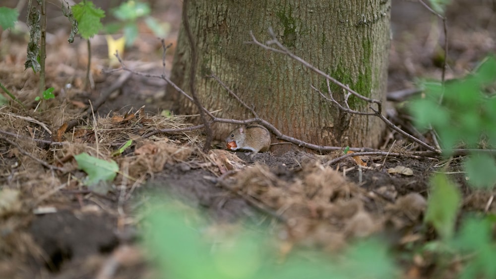 a small bird sitting on the ground next to a tree